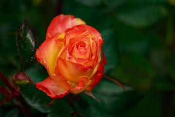 Fragrant Rose in Full Blossom