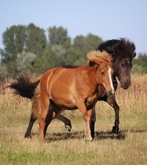 two beautiful iceland horses are running on the paddock in the sunshine