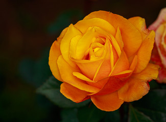Fragrant Rose in Full Blossom