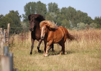 Naklejka na ściany i meble two beautiful iceland horses are running on the paddock in the sunshine