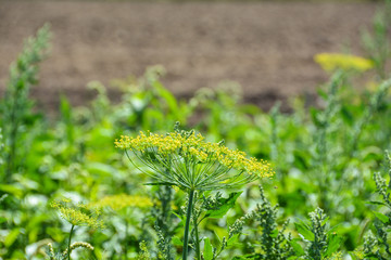 Dill auf dem Feld 
