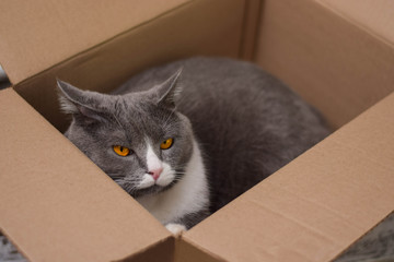 Fototapeta premium Gray cat with orange eyes in the box.