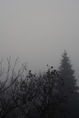 Fototapeta na wymiar Trees in heavy fog