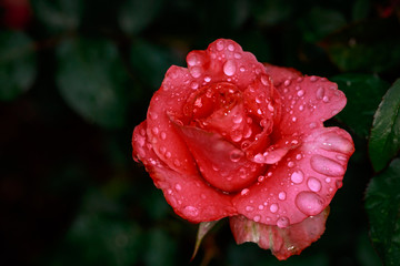 Fragrant Rose in Full Blossom