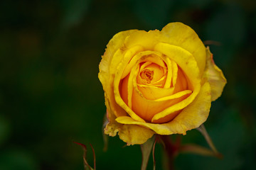 Fragrant Rose in Full Blossom