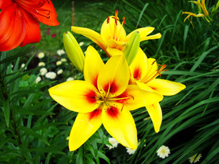 Fototapeta premium The flower of a yellow lily growing in a summer garden.