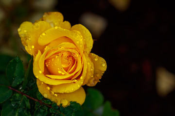 Fragrant Rose in Full Blossom