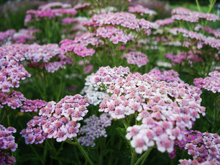 Yarrow pink on a green background.