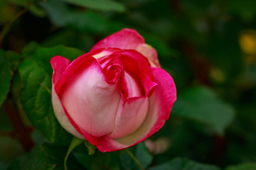 Fragrant Rose in Full Blossom