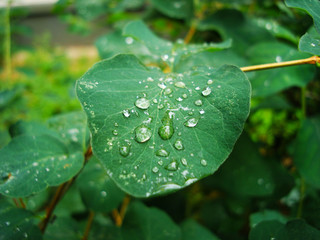 Green leaf with drops of water.
