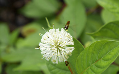 Fototapeta premium Bumble bee on a flower in garden.