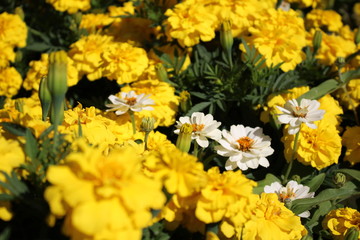 Sea of flowers.
