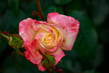 Fragrant Rose in Full Blossom