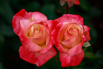 Fragrant Rose in Full Blossom