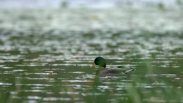Canards colvert sur un lac / Mallard duck in a scottish loch