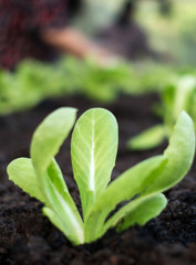 Selective focus of Vegetable sapling over the soil in the greenhouse