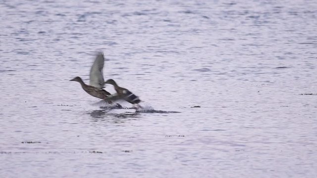 Deux canards colvert d&eacute;colle au ralenti / Two mallard duck take off in slowmotion