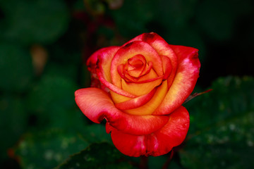 Fragrant Rose in Full Blossom