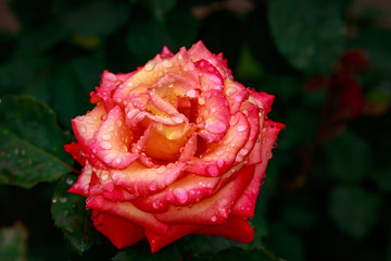 Fragrant Rose in Full Blossom