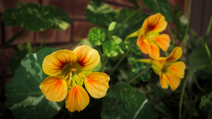 Nasturtium flower 1