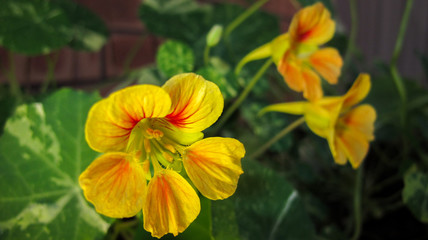 Nasturtium flower 2