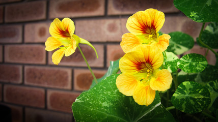 Nasturtium flower 3
