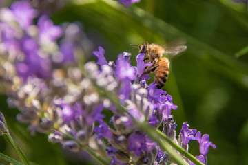 Ape durante impollinazione dell lavanda officinale