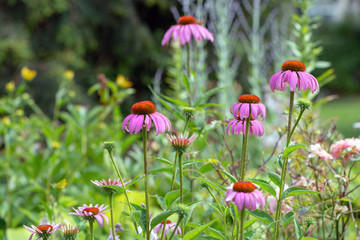 Echinacea purpurea in the garden