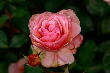 Fragrant Rose in Full Blossom