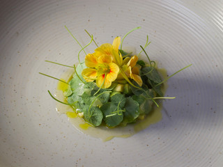 plaitining nasturtium 1