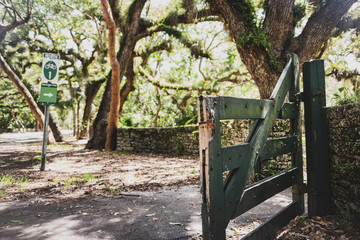 11-mile Old Cutler Trail under the cover of magnificent fichus trees and banyans in Miami next to Matheson Hammock Park entrance.