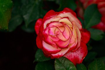 Fragrant Rose in Full Blossom
