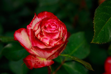 Fragrant Rose in Full Blossom