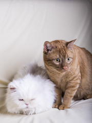 Two cats - red and white with an expressive look on a white background. Cats lying on the couch