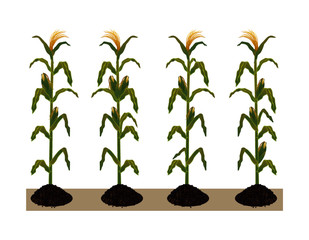 Obraz na płótnie Canvas corn plant