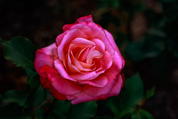Fragrant Rose in Full Blossom