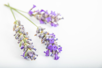 Dettaglio di lavanda officinale isolata su sfondo bianco