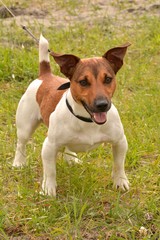 dog, puppy, friend, dog, breed, Jack Russell Terrier, Terrier, animals, fauna, red, black, white, wool, smile, clockwork, toy,