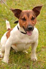 dog, puppy, friend, dog, breed, Jack Russell Terrier, Terrier, animals, fauna, red, black, white, wool, smile, clockwork, toy,