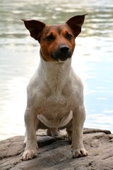 dog, puppy, friend, dog, breed, Jack Russell Terrier, Terrier, animals, fauna, red, black, white, wool, smile, clockwork, toy,