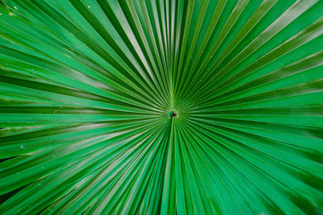 leaves​ pattern ​background.