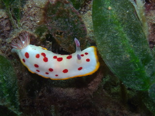 White Nudibranch with red dots and yellow fringe-Splendid Chromodoris-Chromodoris splendida at Fly Point, Nelson Bay, Port Stephens, NSW, Australia