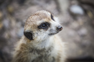 Fototapeta premium A suricate looking out for food