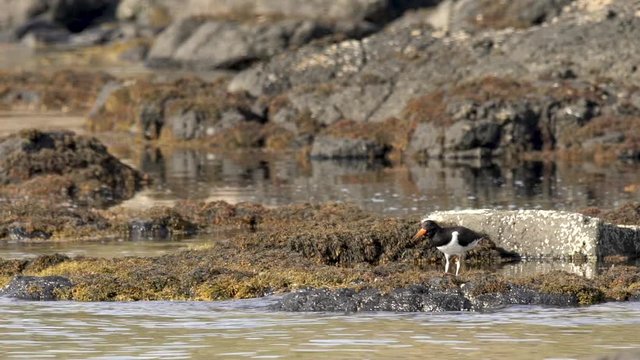 Un hu&icirc;trier pie dans un lac / An oystercatcher in a loch