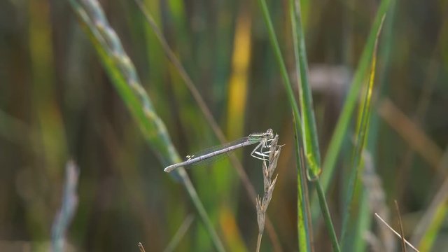 Dragonfly sitting on the grass. Insect Familiar bluet Damselfly dragonfly sits on blade of grass in forest macro