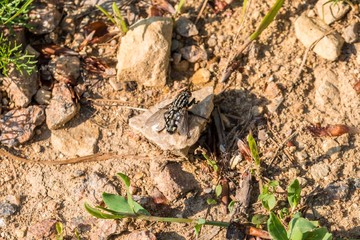 Große Fleischfliege sitzt am Boden auf einen Stein