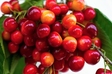 Group of bright red cherries.