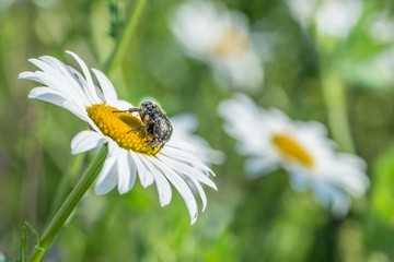 Trauer-Rosenkäfer auf einer Blumenwiese, Deutschland