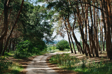 Fototapeta premium The sun in zenith and road in the pine forest on a clear summer day. Wallpaper and nature landscape background