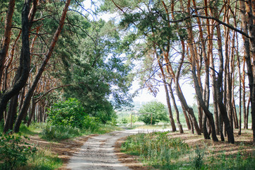 The sun in zenith and road in the pine forest on a clear summer day. Wallpaper and nature landscape background